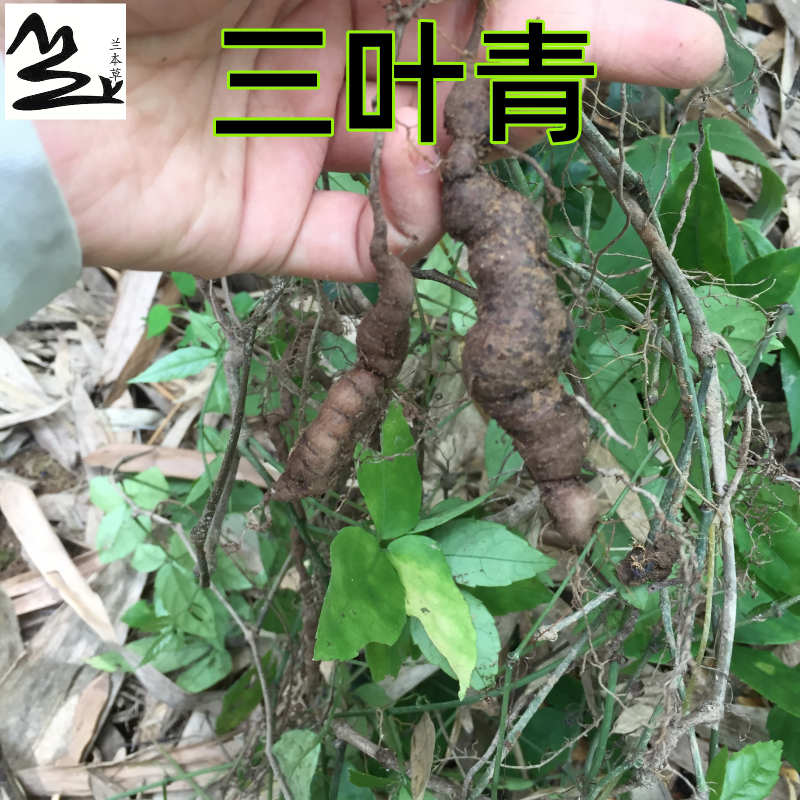 福建新鲜三叶青 金线吊葫芦 三叶崖爬藤 石老鼠 野生石猴子中草药
