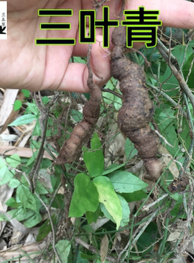 新鲜三叶青块根深山自采