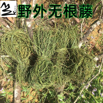 野生新鲜菟丝子中草药