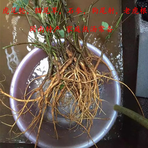 虎尾轮 猫尾草 狗尾射  老虎根石参闽南特产炖汤食材新鲜晒干自选