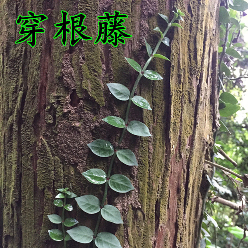 深山野外 蔓九节 穿根藤  伸筋藤 白花风不动 木头疳石邦子中草药