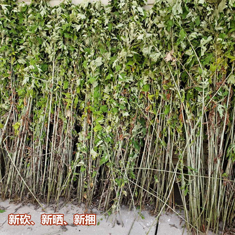 乡下人新艾草来了非艾灸艾绒自然晒干完整的野艾150g