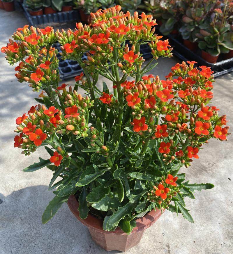 鹿角橙单长寿花老桩大盆罗比橘红色户外阳台盆栽类似长寿花金狐狸