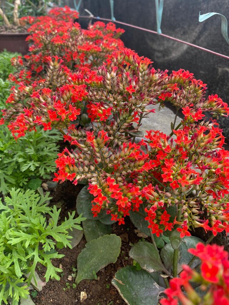 凤尾长寿花大苗老桩单瓣红色花卉盆栽阳台室内庭院易养懒人绿植