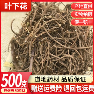 野生中药材叶下花 追风箭 叶下花根 正品叶下花500克包邮有叶上花