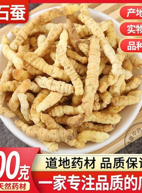 虫草参正品草石蚕中药材500g包邮干土冬虫草地蚕白虫草泽兰根地参
