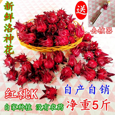 新鲜洛神花玫瑰茄现摘5斤包邮