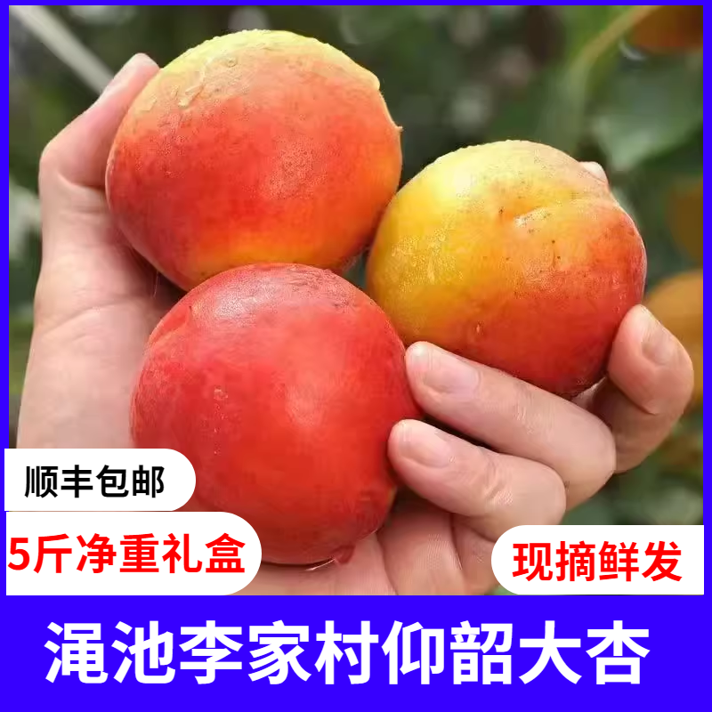 顺丰包邮渑池李家村仰韶大杏5斤果园直发新鲜水果黄杏红杏礼盒