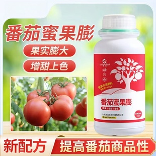 西红柿番茄蜜果膨番茄快速膨果拉长增产增甜口感好农用膨果水溶肥