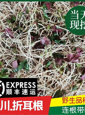 顺丰四川新鲜折耳根现挖节节根猪鼻孔鱼腥草凉拌嫩根【洗净发货】