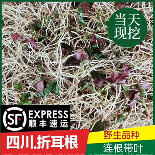 顺丰四川新鲜折耳根现挖节节根猪鼻孔鱼腥草凉拌嫩根【洗净发货】
