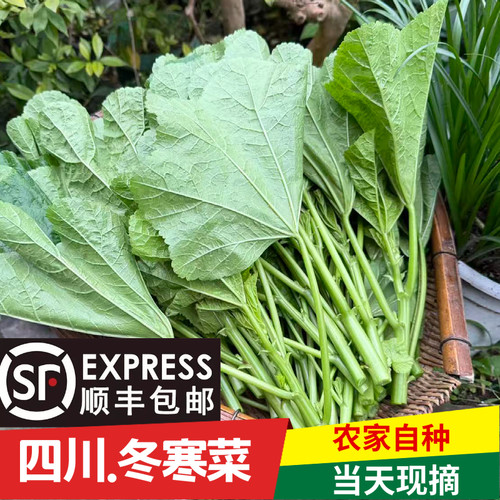 四川农家冬寒菜现摘现发