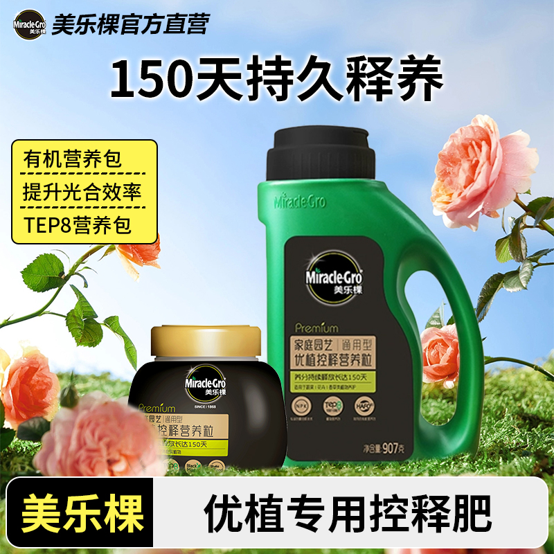 美乐棵植物家用盆栽玫瑰月季