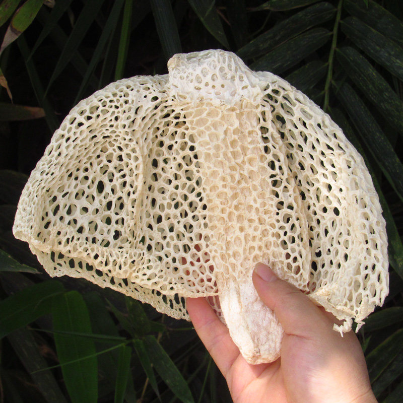 四川特产宜宾蜀南竹海长裙竹荪干无硫竹笙50克土特产干货