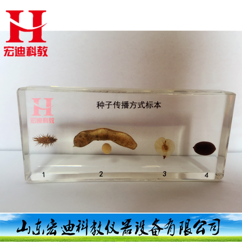 2301种子的传播方式标本 包埋标本 小学科学 教学仪器 学校教具