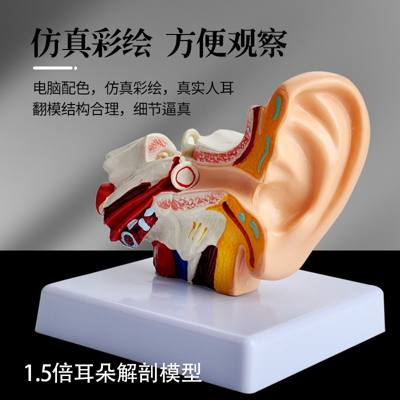 天艺耳朵模型人耳解剖模型采耳教学模型耳鼻喉科教学展示内耳模型