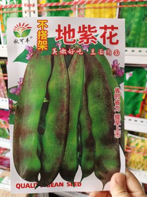 不搭架【地紫花油豆种子】无架豆角