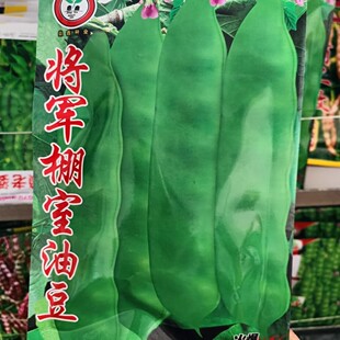 【将军棚室王豆角种子】大油豆