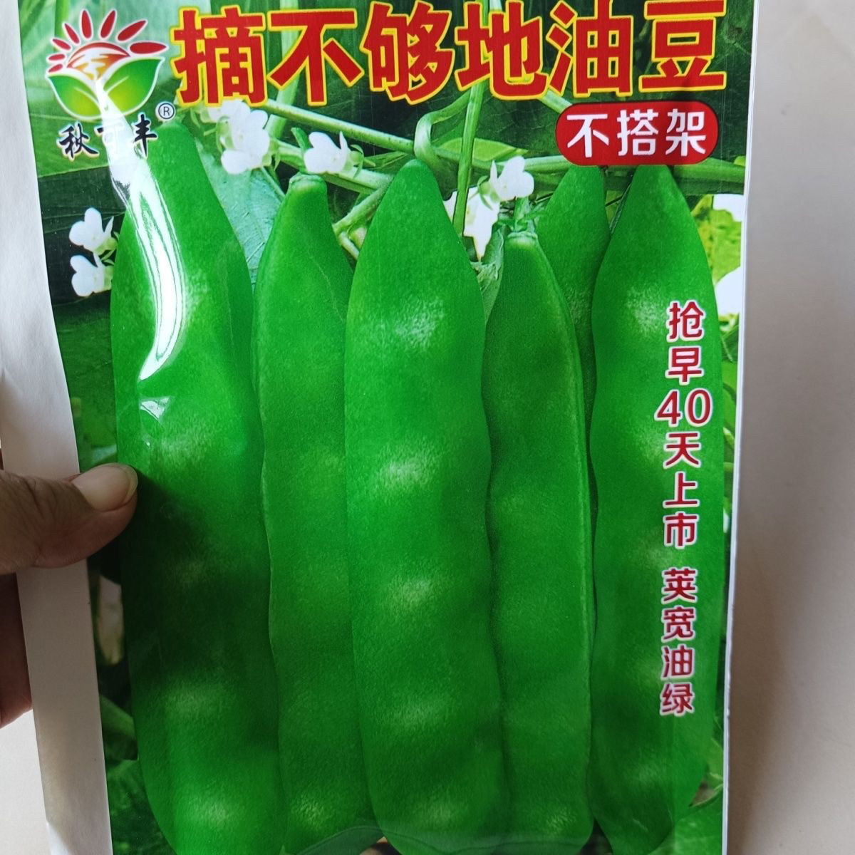 【不搭架地油豆角】早熟春秋正宗东北油豆好吃九月青豆角种子无筋图片