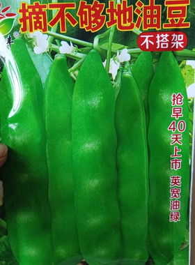 【不搭架地油豆角】早熟春秋正宗东北油豆好吃九月青豆角种子无筋