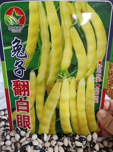 【兔子翻白眼豆角】早熟芸豆庭院豆角蔬菜种子