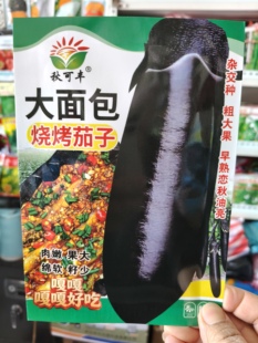 早熟油黑大面包烧烤茄子种子杂交