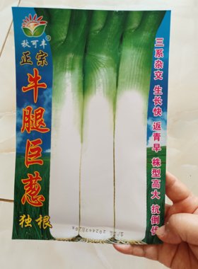 正宗【牛腿巨葱种子】蓝袋大葱种子抗寒独根返青冬储大葱