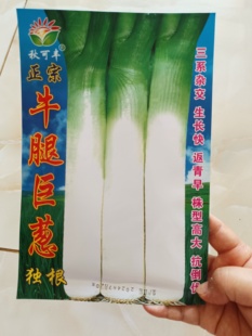 正宗【牛腿巨葱种子】蓝袋大葱种子抗寒独根返青冬储大葱