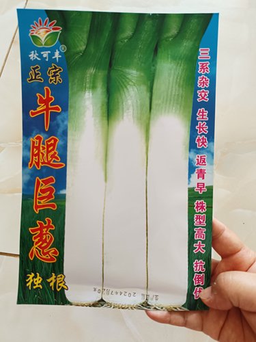 正宗【牛腿巨葱种子】蓝袋大葱种子抗寒独根返青冬储大葱