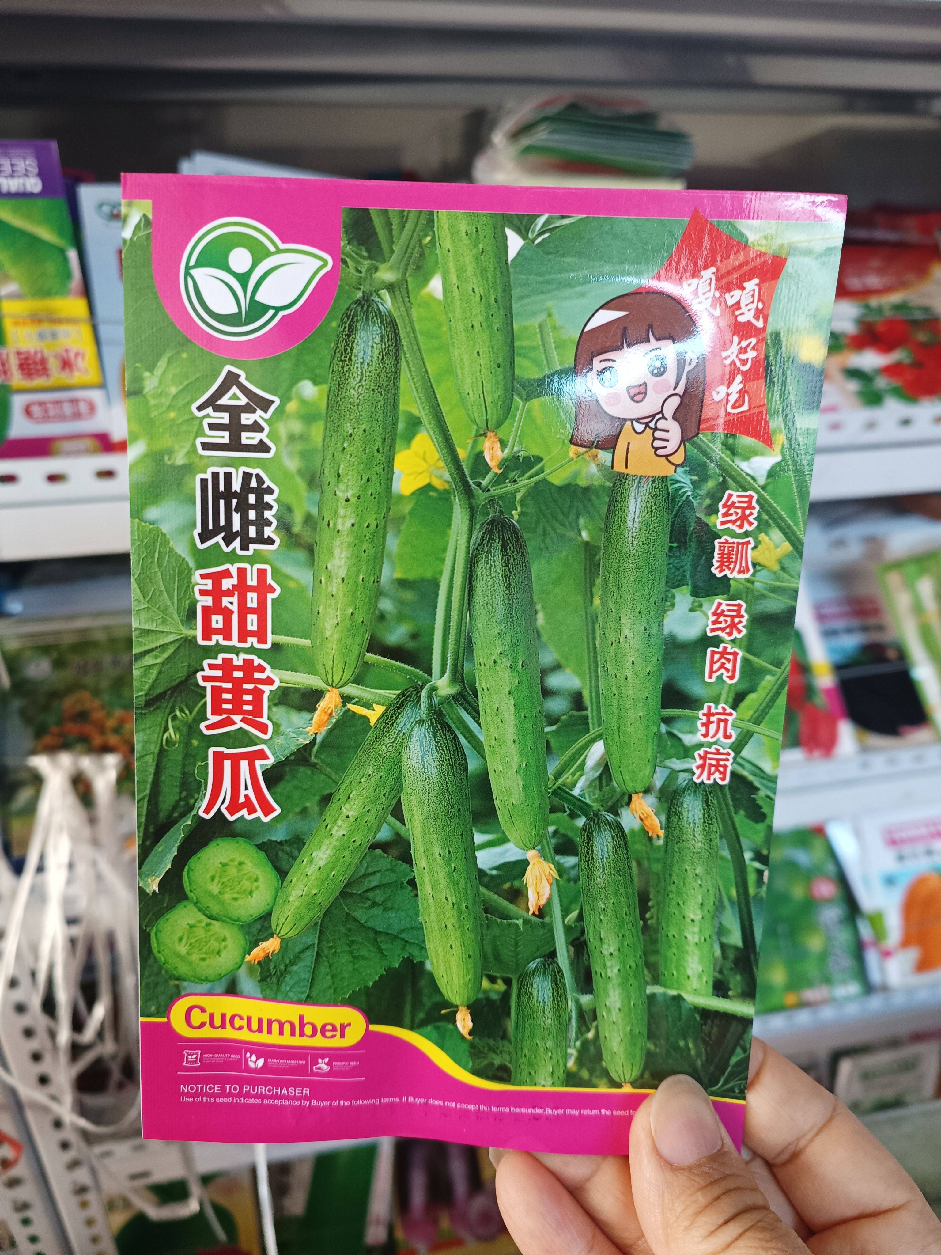 全雌甜黄瓜种子绿肉抗病绿瓤黄瓜节节有瓜