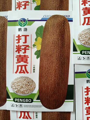 【打籽黄瓜种子】产籽黄瓜磨黄瓜籽粉专用