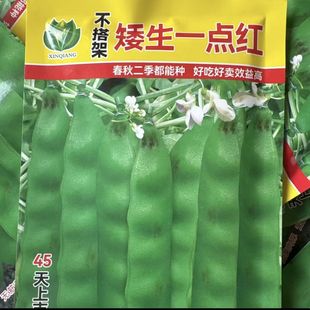 【矮生一点红地油豆种子】不搭架豆角正宗油豆东北油豆角种