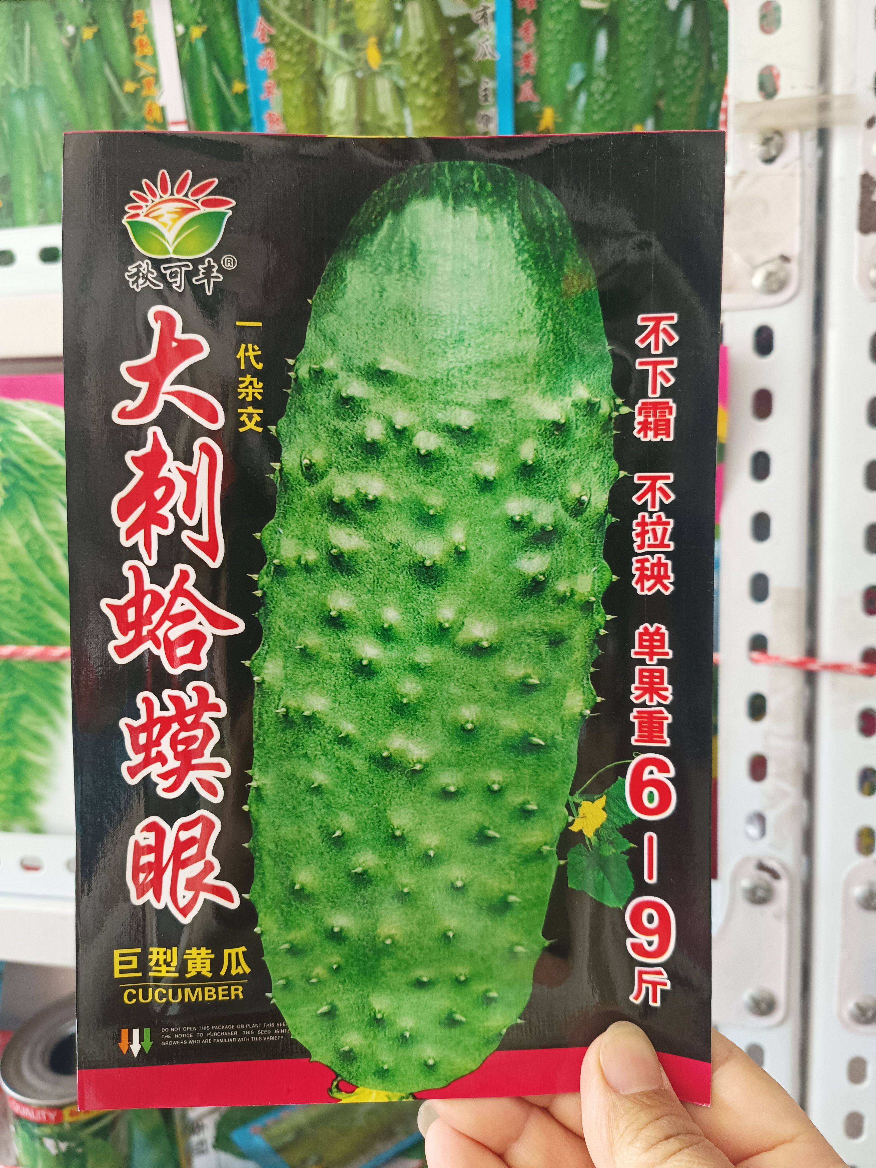 【大刺蛤蟆眼黄瓜】晚黄瓜唐山秋瓜大刺肉厚种子