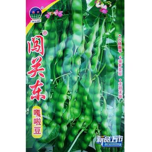 【闯关东嘎啦豆大几豆】籽松原大几豆豆角种子油豆角子鼓豆面豆