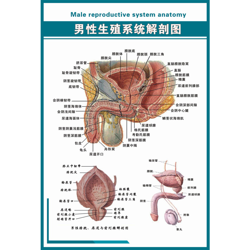 男女泌尿生殖挂图 男性生殖系统解剖图 医学挂图 挂画 kt板可定做