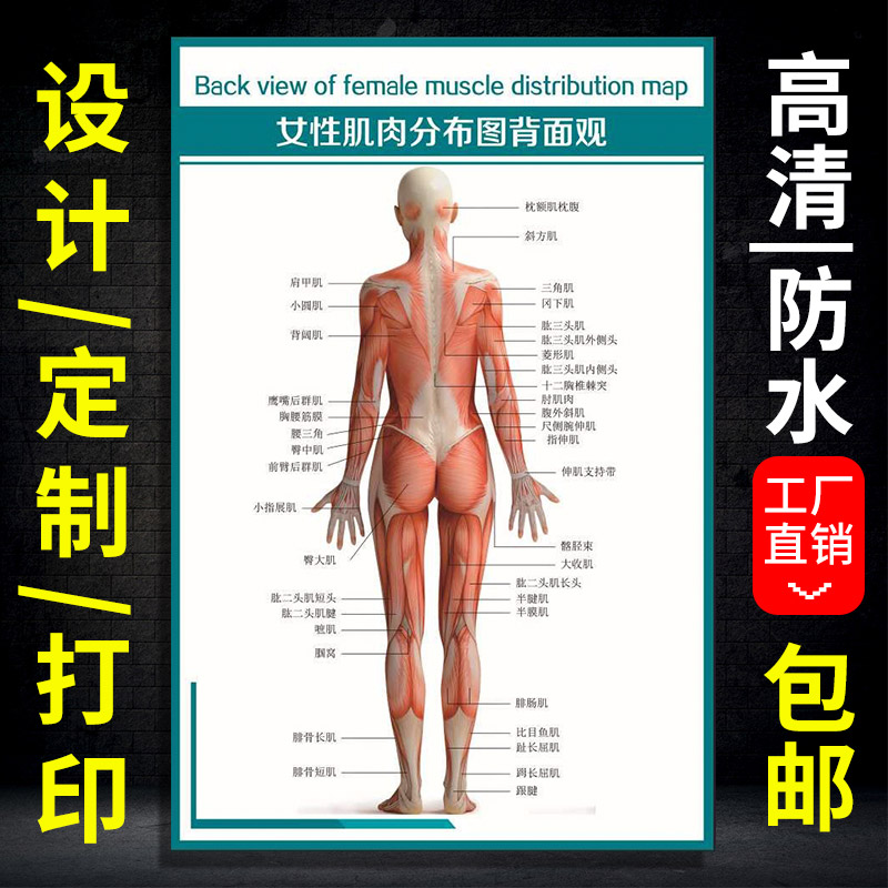 定制中医挂图人体肌肉解剖图 针灸按摩示意图医学养生