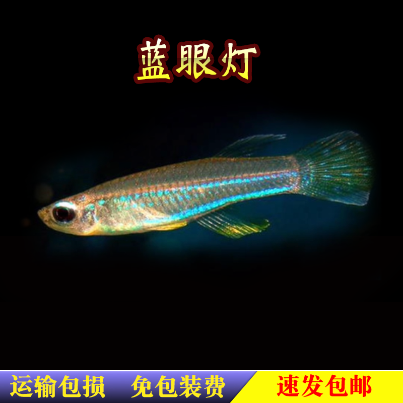 蓝眼灯鱼热带鱼淡水活体