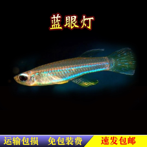 蓝眼灯鱼热带鱼淡水活体