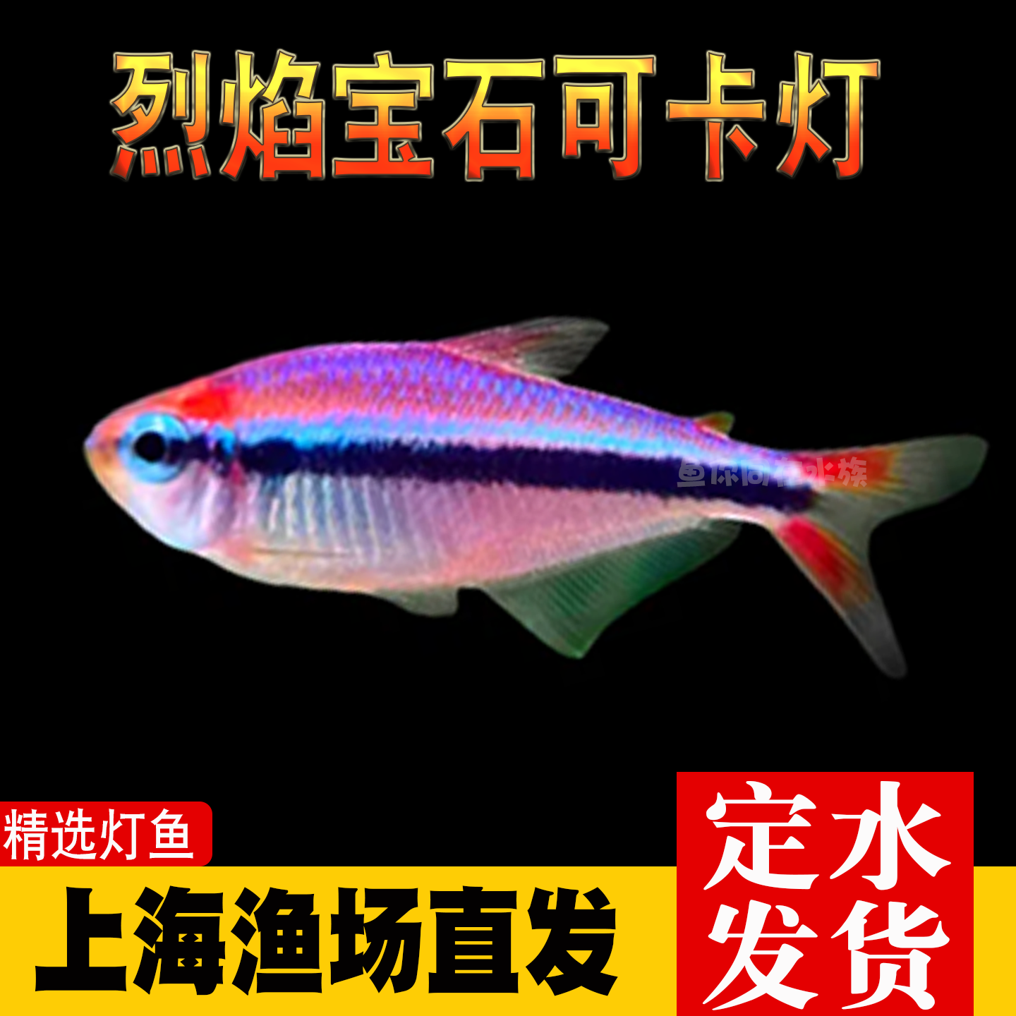 烈焰蓝宝石可卡灯鱼南美进口高端灯鱼稀有淡水鱼草缸群游鱼包邮