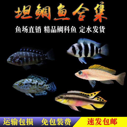 热带观赏鱼三湖慈鲷银河星钻卷贝