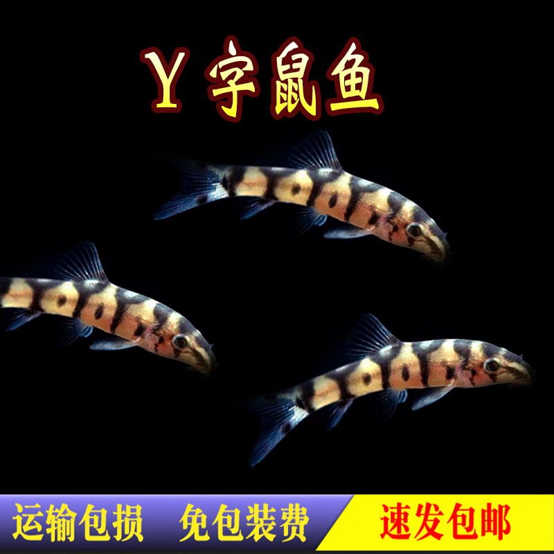 翻砂小型鼠鱼工具鱼热带鱼