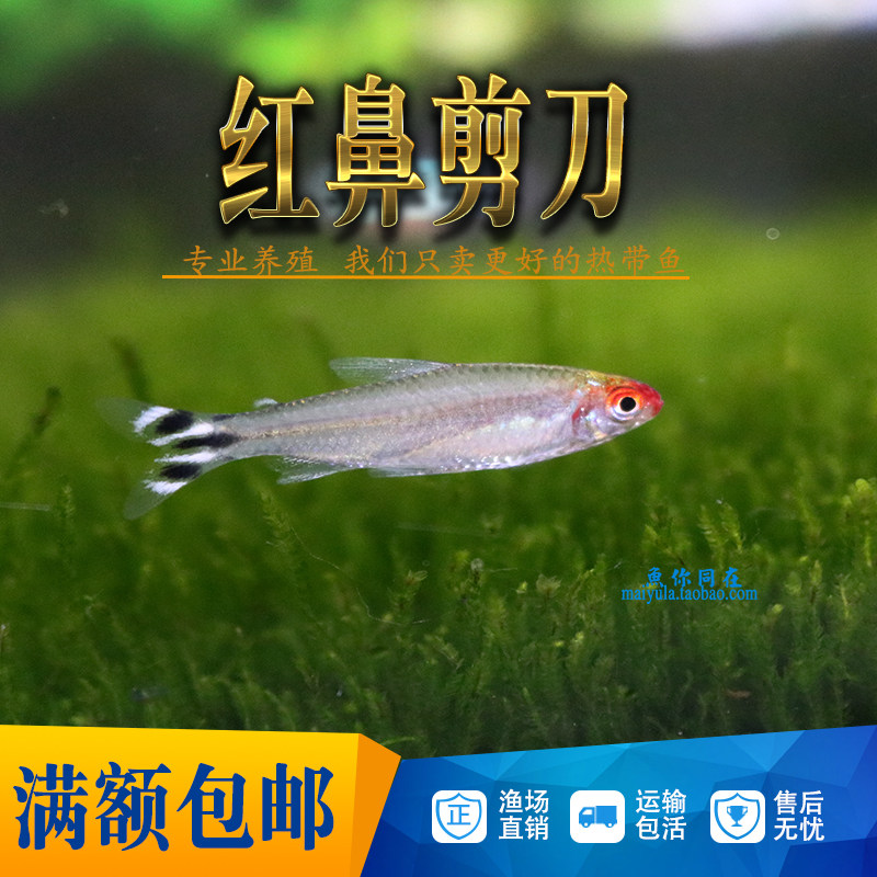 红鼻剪刀鱼热带观赏鱼活体亚洲红鼻子鱼灯科鱼小型鱼群游草缸包活