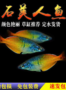 美人鱼热带鱼石美人刚果电光