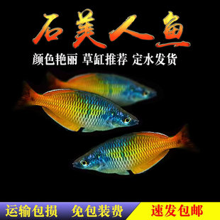 石美人鱼热带鱼蓝美人鱼苗草缸南美缸鱼群游鱼中型灯科鱼淡水观赏