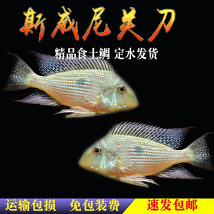 斯威尼关刀鱼南美食土鲷鱼曼龙鲷科鱼活体热带鱼短鲷观赏鱼宠物鱼