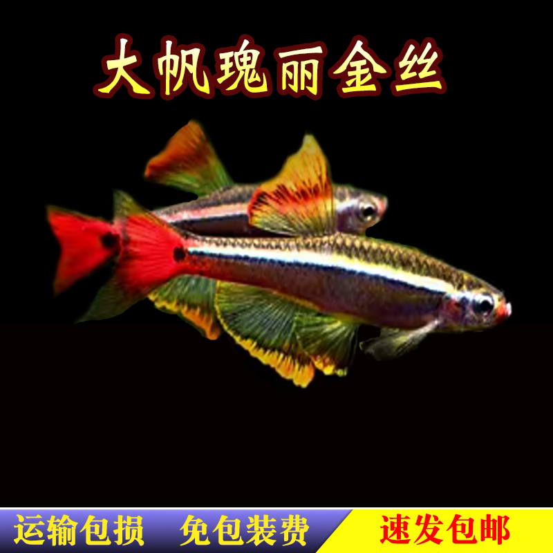 瑰丽金丝灯鱼长尾大帆金丝鱼常温冷水观赏鱼淡水原生小型鱼活体鱼图片