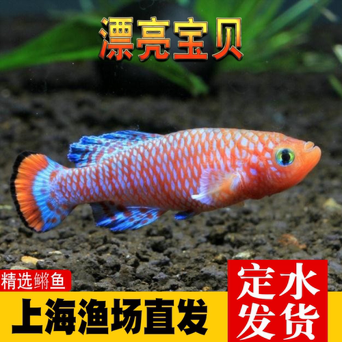 鳉鱼热带鱼漂亮宝贝鱼