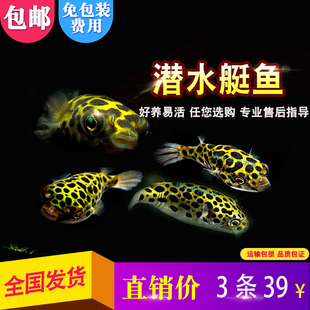 潜水艇鱼会生气 鱼河豚鱼巧克力娃娃淡水观赏除螺草缸蜗虫热带包