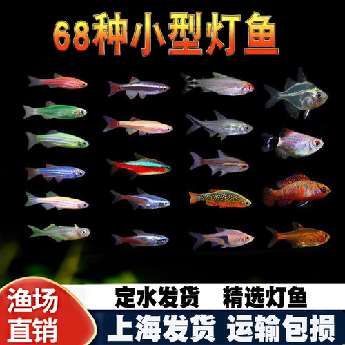 红绿灯小型活体宝莲灯灯科鱼淡水