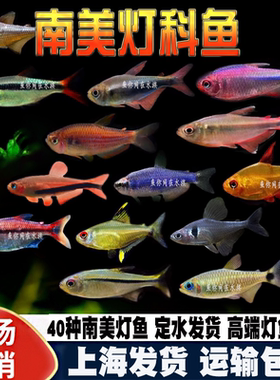 南美灯科鱼甜心柠檬电光毒药红月可卡魔鬼热带观赏水草缸群游活体